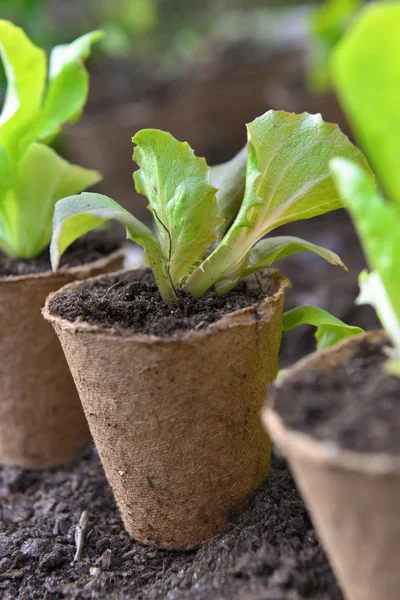 Perto na folha da planta cultivada de sementes que cresce em um pote de turfa no solo — Fotografia de Stock