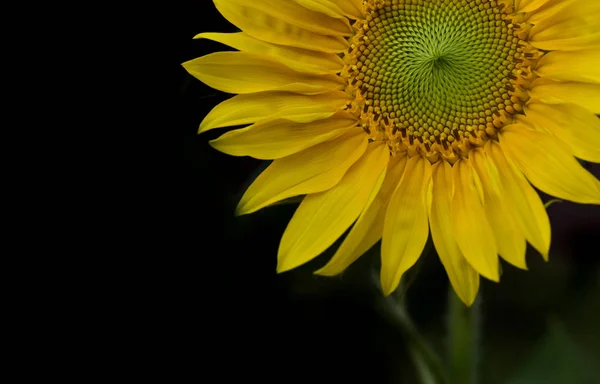 Teil einer schönen Sonnenblume, die auf schwarzem Hintergrund blüht — Stockfoto