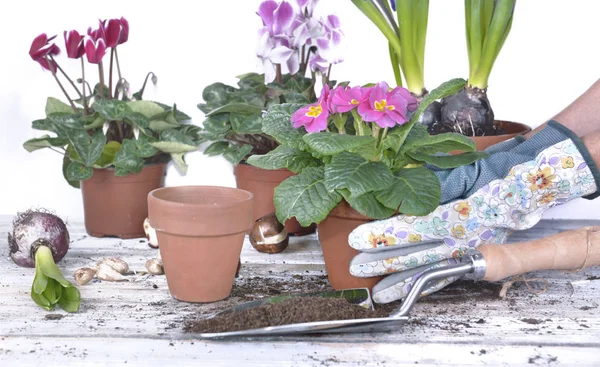 hand of gardener holding a flowerpot above a garden table with s