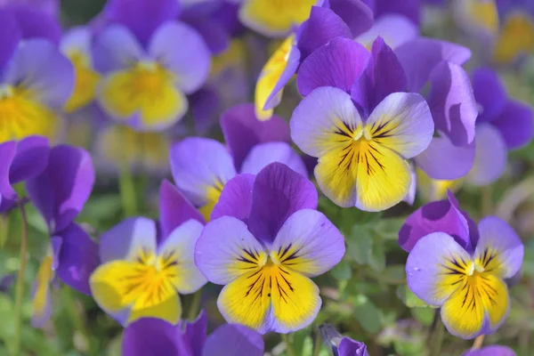 Nära på söt liten viola yeallow och lila blommar i en trädgård — Stockfoto