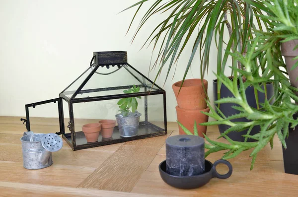 Greenhouse and houseplant in interior decor on a wooden furniture — 스톡 사진