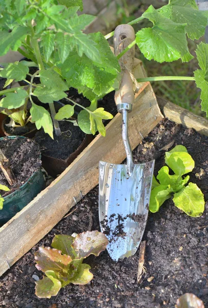 Sekop di kebun sayuran di antara bibit selada dan tomat — Stok Foto