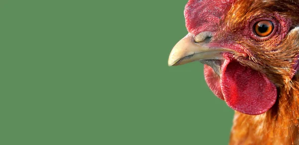 左側のコピースペースのある緑の背景の赤い鶏の頭の上に閉じます — ストック写真
