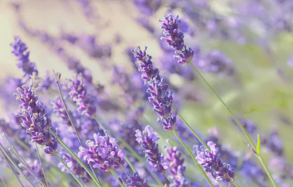 Sluiten op lavendel bloemen bloeien in een tuin — Stockfoto