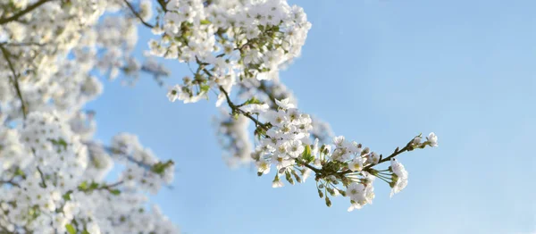Blisko na białe kwiaty kwitnące w gałęziach drzewa wiosną na tle niebieskiego nieba — Zdjęcie stockowe