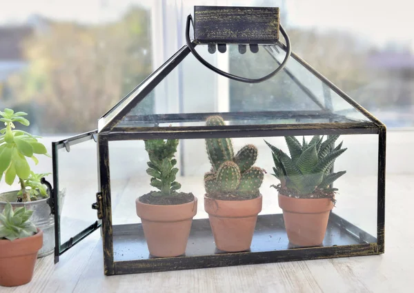 Cactus dans une petite serre devant une fenêtre à la maison — Photo