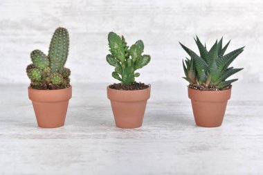 Beyaz masadaki terra cotta tenceresinde üç küçük kaktüs. 