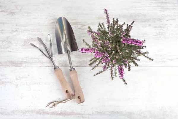 Bovenaanzicht op tuingereedschap en roze plant op een witte tafel — Stockfoto