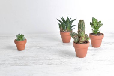 Beyaz ahşap bir masa üzerinde küçük kaktüs ve sulu saksı koleksiyonu. 