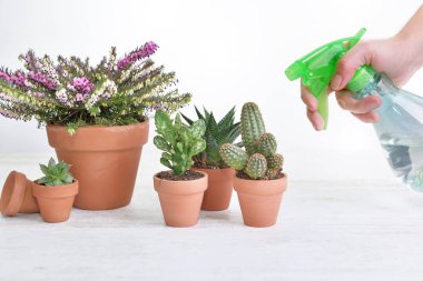 Beyaz bir masada çiçekleri sulayan bir kadının elinden tutulan bir spreyin yanına. 