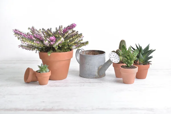 Blumentopf und Kaktus mit alter Gießkanne auf weißem Tisch — Stockfoto