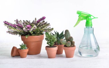 Kaktüs ve diğer saksılar beyaz bir masaya saçılmış. 