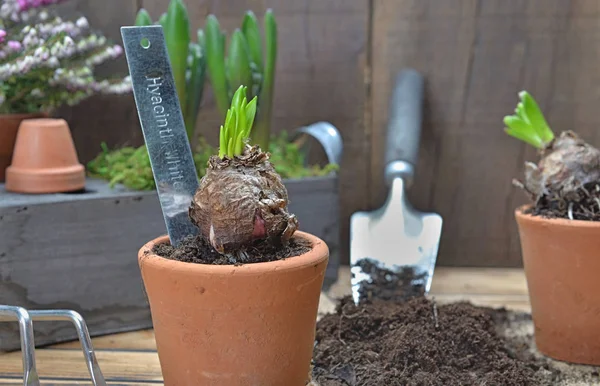 Vicino al giacinto coltivato in vaso con attrezzi da giardinaggio su fondo di legno — Foto Stock