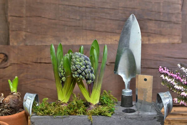 Cerrar en jacinto creciendo en una maceta junto a herramientas de jardinería sobre fondo de madera —  Fotos de Stock