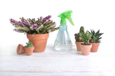 Saksı bitkisi ve kaktüsün arasındaki sprey şişesi. 