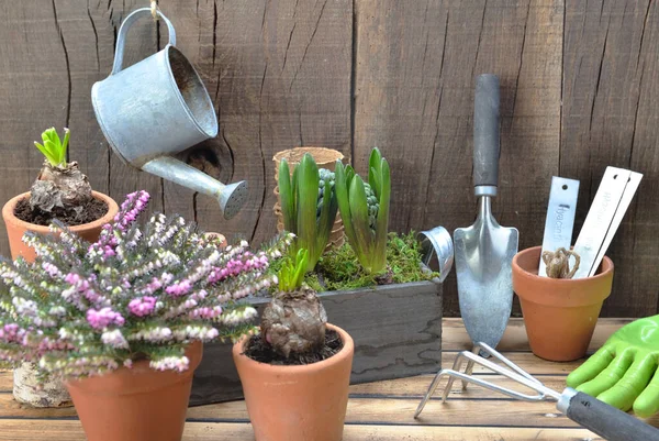 Tuininrichting met tuingereedschap en hyacint potten — Stockfoto
