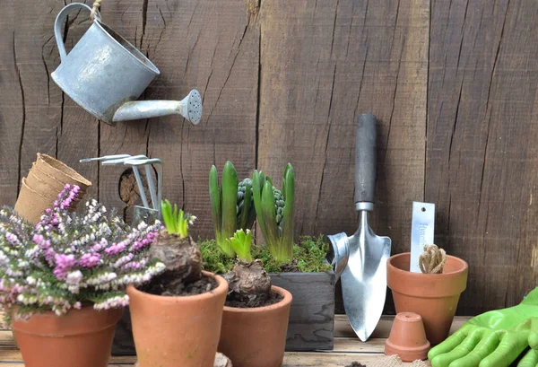 Sistemazione giardinaggio con attrezzatura da giardino e giacinto in vaso — Foto Stock