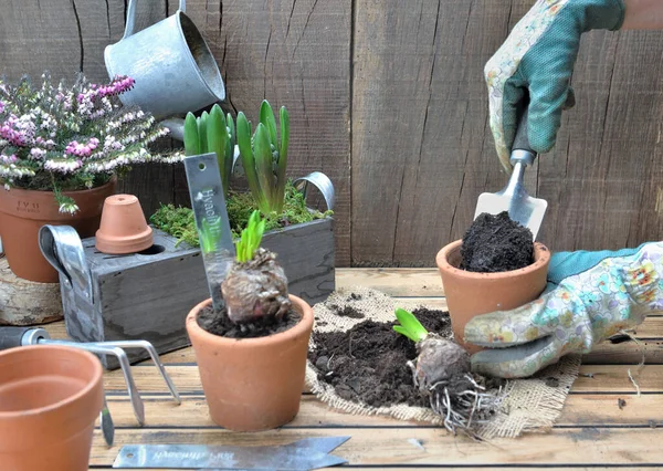 Pelle et mettre de la terre dans un pot de fleurs pour mettre en pot des fleurs de jacinthe et du matériel de jardinage sur une table en bois — Photo