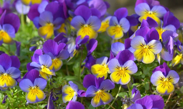 Pretty purple and yellow flowers blooming in a flowerbed — Stock Photo, Image