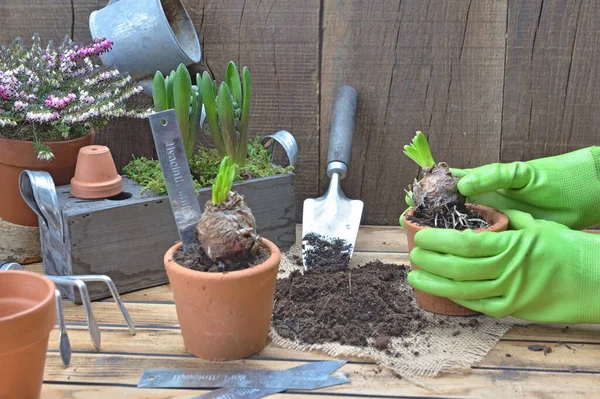 Jardinier empotage d'une fleur de jacinthe dans un pot de fleurs avec gardeni — Photo