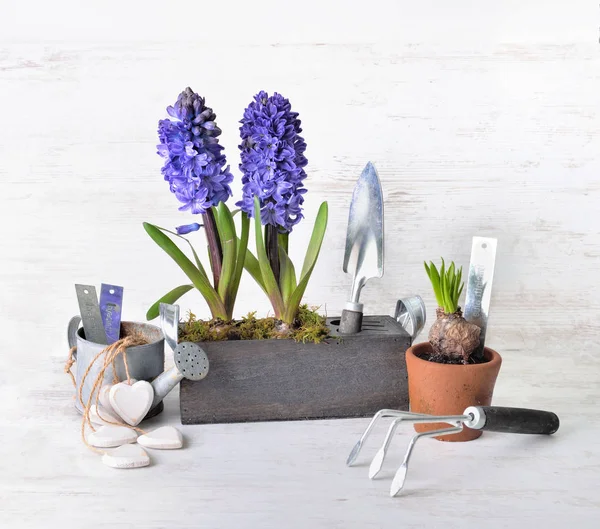 Hyacint bloeien in decoratieve houten bloempot naast schep en gieter — Stockfoto