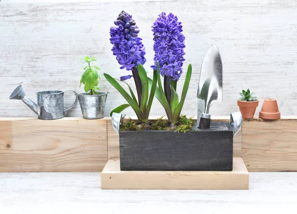 Giacinto fioritura accanto alla pala e disposizione di poco in vaso con annaffiatoio — Foto Stock