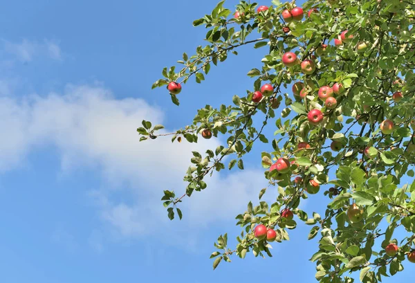 Maçãs vermelhas em folhagem de uma árvore de maçã no céu azul — Fotografia de Stock