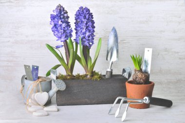 Çiçek saksısı kürek, su kovası ve diğer saksıların yanında. 