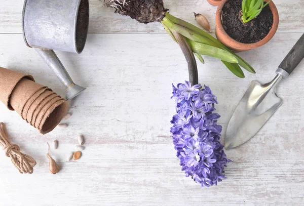ヒヤシンスの上からの眺め白いテーブルの上に小さな散水缶で開花、シャベルと花の鍋 — ストック写真
