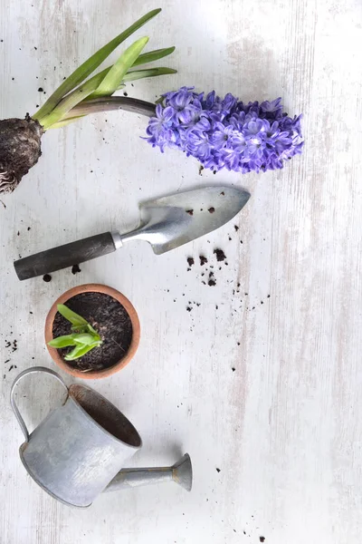 Bovenaanzicht op hyacint bloeiende, schop en bloempot met een beetje gieter op een witte tafel — Stockfoto