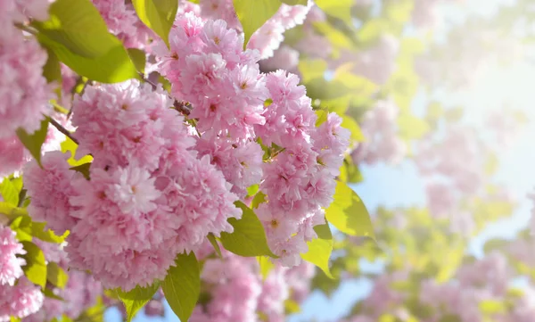 Beautiful Bouquet Pink Flowers Blooming Branches Ornamental Cherry Tree — Stock Photo, Image