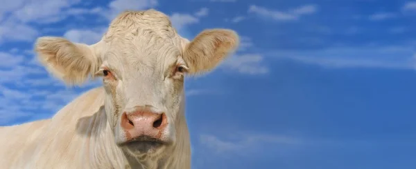 Portrait Young White Cow Sky Background — Stock Photo, Image