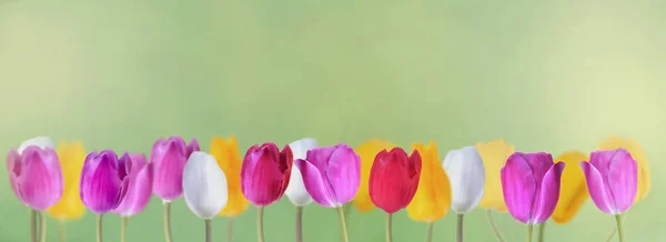 Vista Panorâmica Tulipas Coloridas Florescendo Fundo Verde — Fotografia de Stock