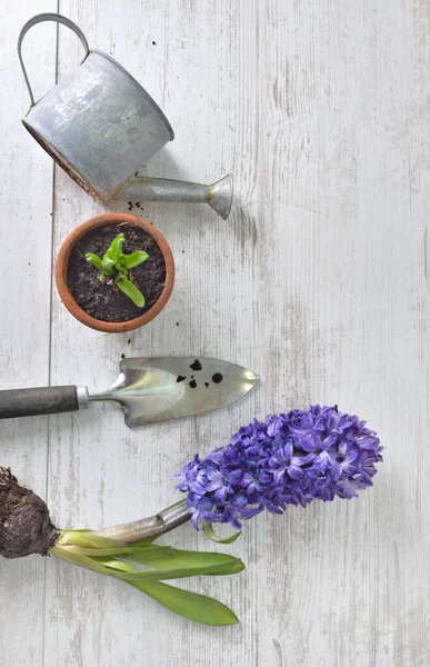 Bovenaanzicht Hyacint Bloeiende Schop Bloempot Met Een Beetje Gieter Een — Stockfoto