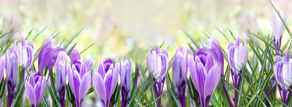 Panoramik Manzarada Çiçek Açan Güzel Crocus Çiçekleri - Stok İmaj