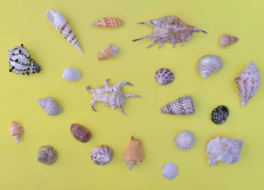 Sarı arka planda düzenlenmiş tropikal deniz kabukları üzerine üst görünüm 