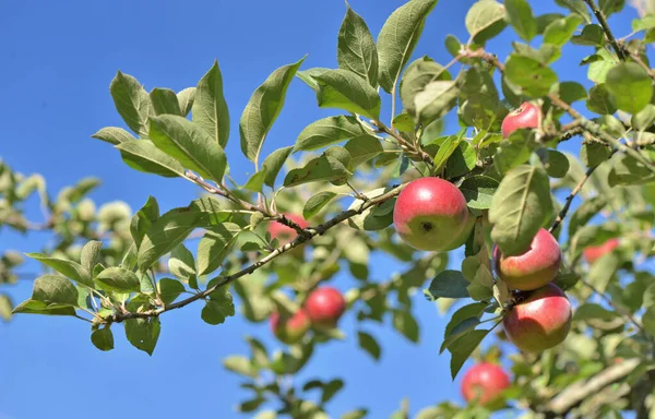 Red Apples Tree Sky Background — Stock Photo, Image