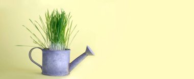 Sarı arka planda metal bir sulama kutusunda yetişen otlar.