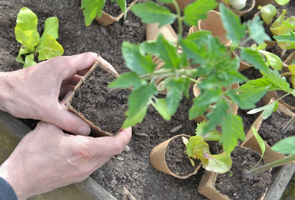 Vicino Mani Giardiniere Che Tiene Una Piantina Semenzaio Pomodoro Piantagione — Foto Stock