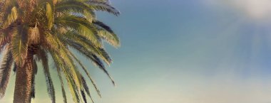 Güneşli bir gökyüzünün önündeki palmiye ağacının panoramik görüntüsü 