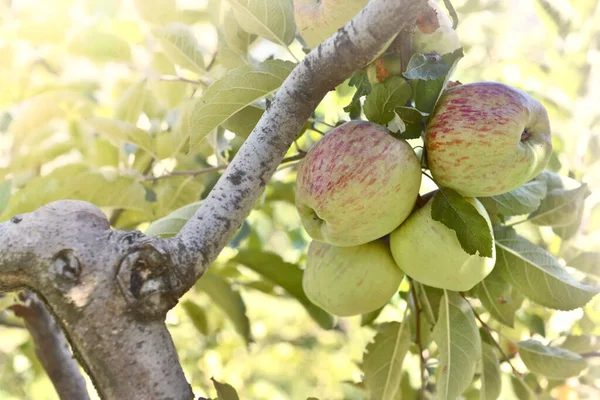 Close Group Apples Growing Tree Sunny Light Foliage — Stock Photo, Image
