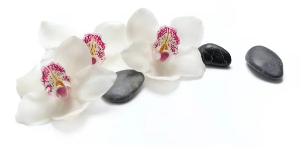 Belas Orquídeas Brancas Isoladas Fundo Branco Com Seixos Pretos — Fotografia de Stock