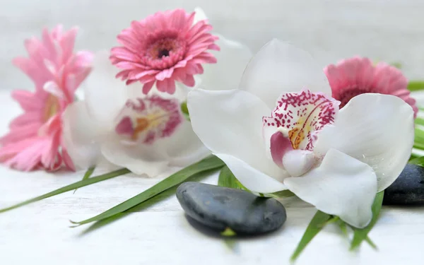 白い背景の葉と小石に美しい白い蘭とピンクのデイジー — ストック写真