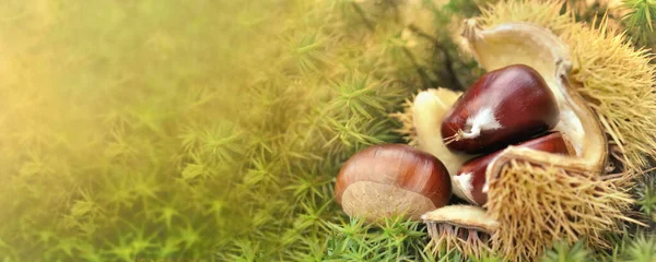 Vista Panorâmica Uma Castanha Frescura Com Casca Caída Chão Coberta — Fotografia de Stock