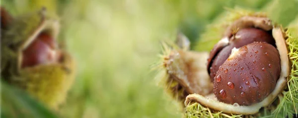 果壳中新鲜栗子的全景 绿色背景上布满水滴 — 图库照片