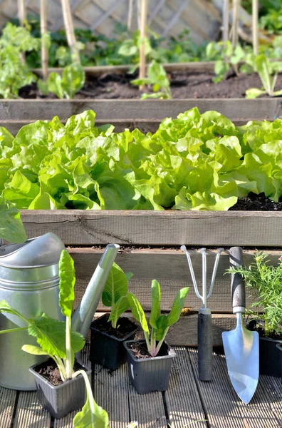 Gardening Equipment Vegetable Growing Vegetable Garden — Stock Photo, Image