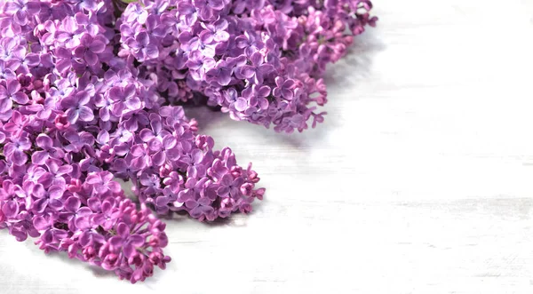 Bunch Purple Lilac Flowers White Copy Space Right — Stock Photo, Image