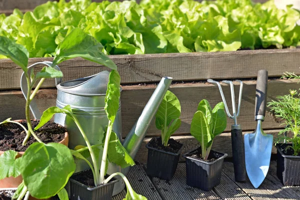 Peralatan Berkebun Dan Tanaman Sayur Patch Kayu — Stok Foto