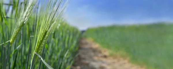 Blick Auf Den Weizenanbau Auf Einem Feld Neben Einem Feldweg — Stockfoto