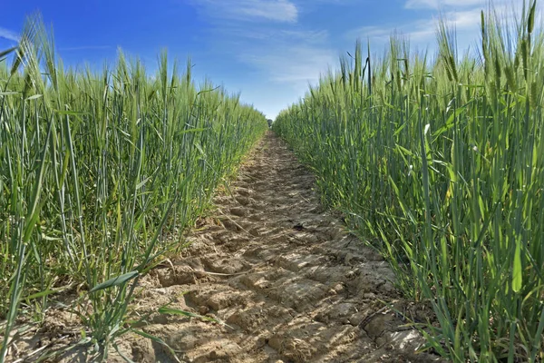 Vista Maneira Movimentação Accross Trigo Que Cresce Campo — Fotografia de Stock